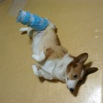 개 수술비로 260만원 썼어요.