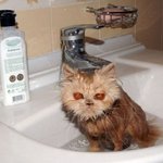 <b>체념</b>한 냥이