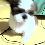 우리집 <b>강쥐</b> 우정이 랍니다.