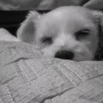 멍멍이 <b>산책</b> 너무 힘들어요 - (사진有)