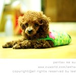 <b>별명</b>도 많은 우리집 개를 소개해요
