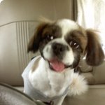 너무 귀여운 강아지 응도 >_<