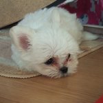 우리집 '<b>대왕</b>쥐' 코비-사진有