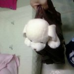 [사진有]<b>뽀삐</b> 강아지 산책준비중!!엽기 강아지