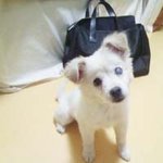 유기견을데리고있어요(사진有)