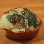 고무<b>대야</b>가 편해서^^