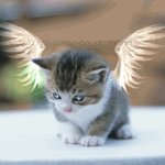 2월3일 <b>비요</b>일...