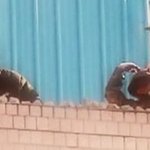 용산참사 <b>pd</b> 수첩, 경찰이 쓰레기라는걸 말해주네요