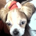 우리 <b>우정</b>이 미용 했어요~~