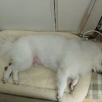 순돌이 바둥이의 일상생활