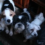 어려운 유기견보호소를 함께 도와주세요~~하루하루가 살얼음판이네요...