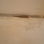 (사진有) 꼬리 짤린 <b>도마뱀</b>ㅁㅁㅁ