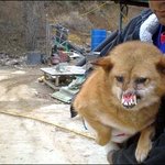 주둥이 없는개..