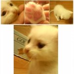 7개월동안키운 우리고양이..알고보니 남자