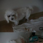 말티즈 강아지 귀엽죠 (<b>개자</b>랑해봐요)2