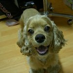 <b>래쉬</b>를 찾습니다.(경기 광명/아메코카/6살/남아)