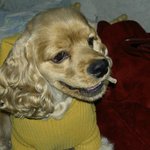 <b>래쉬</b>를 찾습니다.(경기 광명/아메코카/6살/남아)