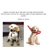 영화 <<b>말리</b>와 나> 실제 주인공 강아지
