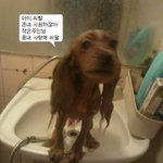 1년조금 안된 코커스파니엘 무료<b>분양</b>해요 :p