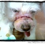 세상에 .. 이 사건 보셨나요 .. 마음이 너무 아파요