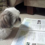★(우.몽.소)우리집 강아지 몽<b>순이</b>를 소개합니다