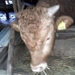 오늘 시골에서 준표 <b>짱친</b> 봤어요 ㅋㅋㅋ...사진 참고