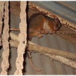 (사진有)<b>예전</b>에톡됐던..호주농장에서 제<b>머리</b>위로떨어졌던 대마왕쥐사진...