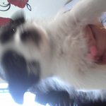 강아지 키워주실 분 찾습니다 사진[有]