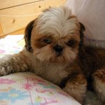 [성동구성수동]시<b>츄</b>수컷 찾아요[9살/6kg/짱이/중성화안함/뚝섬구길...