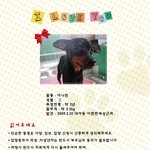 유기견에게 사랑을♡(미니핀,<b>시츄</b>)