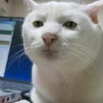 이사진 10초만 집중해서 <b>보바</b>봐봐효~