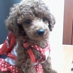 <b>울집</b> 강아지가 이상하게 컸어요