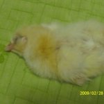 (사진有)먹으려고 산 곤달걀에서 병아리가 부화했습니다