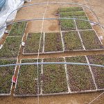 r. strauss - four <b>last</b> songs