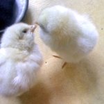 [사진有]우리집병아리들의 첫날밤을 목격했어요.