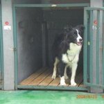 저희 <b>루나</b>를 찾아주세요 제발요....