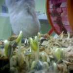 [사진有] 우리 햄스터가 식물을 키워요 ㅋㅋㅋㅋㅋ