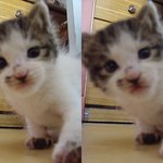 새끼고양이를 데려온 후 벌써 일년이 지났네요^ㅡ^*