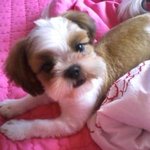 우리 돼지 아가 뽀미양을 소개합니다