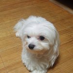 우리 <b>강쥐</b>~ 꽃미남..나무 입니다.