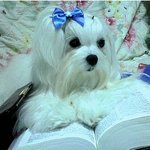 엄친딸 우리 <b>강쥐</b>