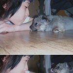 3만원짜리 똥개를 키우는 중입니다 ^^