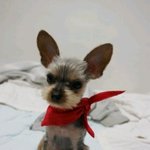 이발한 후 <b>푸푸</b>의 변신[사진有]