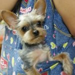 여러번 올려서 죄송해요 ㅎㅎㅎ <b>푸푸</b>사진有