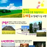 제주도의 유채꽃 <b>명소</b>는??