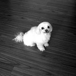 [사진有] 안락사 시킬뻔한 강아지 지금은 내소중한 가족