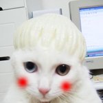 우리 <b>보리</b>냥이예요^-^