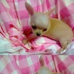 [사진有]사랑스러운 가족 우리 <b>다미</b>를 소개합니다.