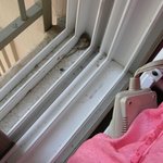 쌔 집에서 <b>쥐</b>가 나왓어요ㅠㅠㅠㅠ사진有