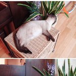 [사진有] 우리막내냥이 <b>사라</b>가 임신했어요 !!!!